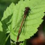 Large red damselfly