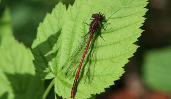 Large red damselfly