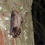 Leisler’s bat