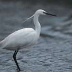 Little Egret