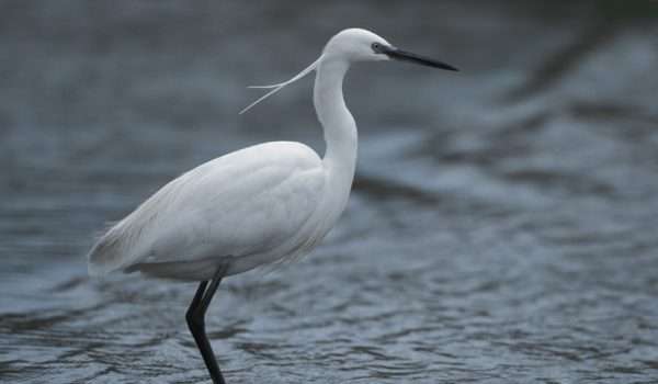Little Egret