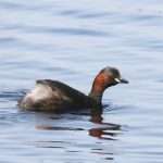 Little Grebe