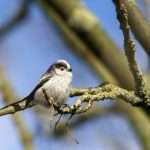 Long tailed tit