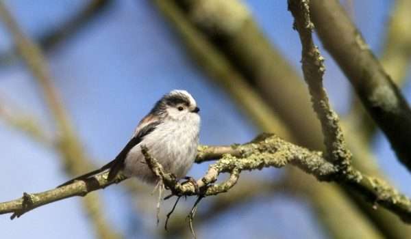 Long tailed tit