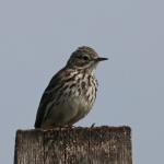 Meadow Pipit