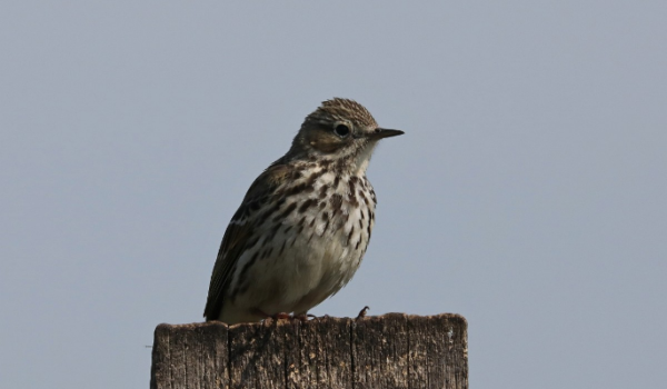 Meadow Pipit