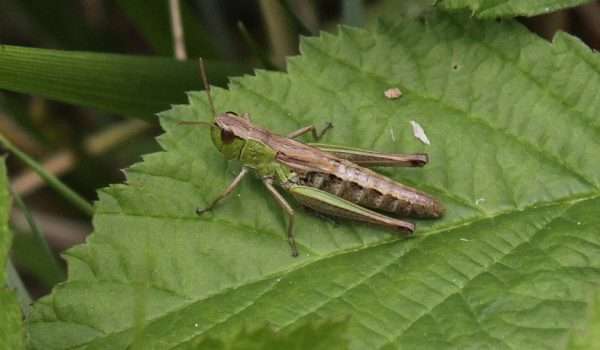 Meadow grasshopper