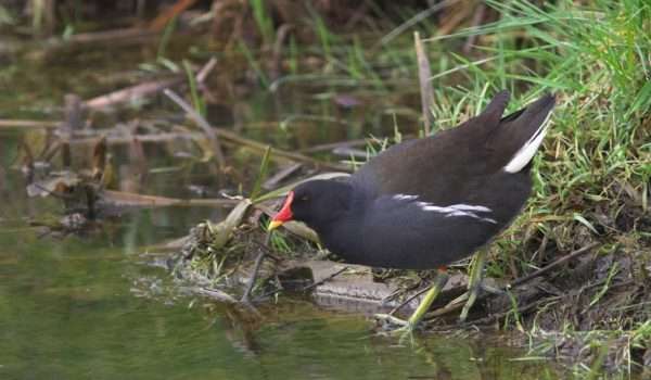 Moorhen