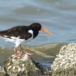 Oystercatcher