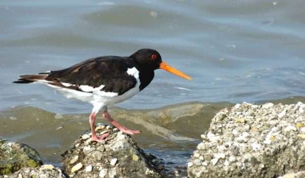 Oystercatcher