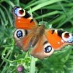Peacock butterfly