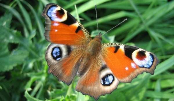 Peacock butterfly