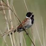 Reed Bunting