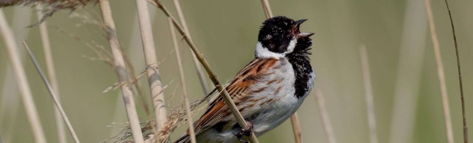 Reed Bunting