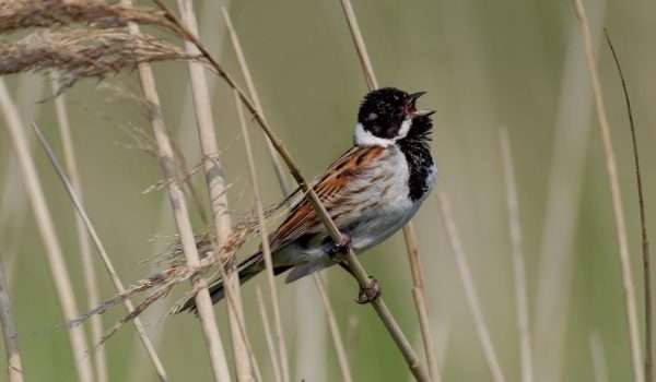 Reed Bunting
