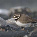 Ringed Plover