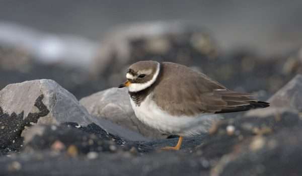 Ringed Plover