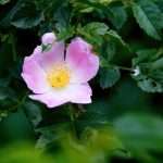 dog rose