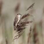 Sedge Warbler