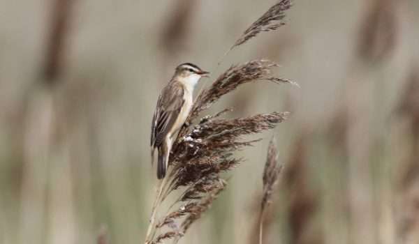 Sedge Warbler