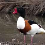Shelduck