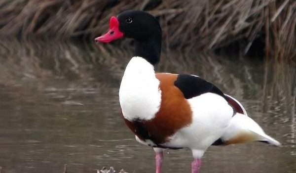 Shelduck