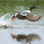 Shoveler in flight
