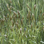 Sweet vernal grass