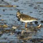 Turnstone