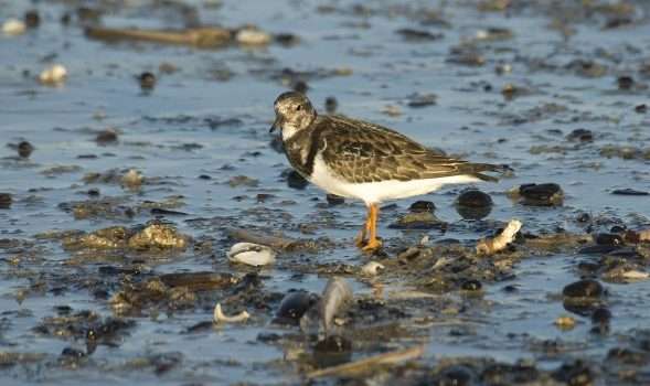 Turnstone