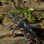 Two-banded longhorn beetle