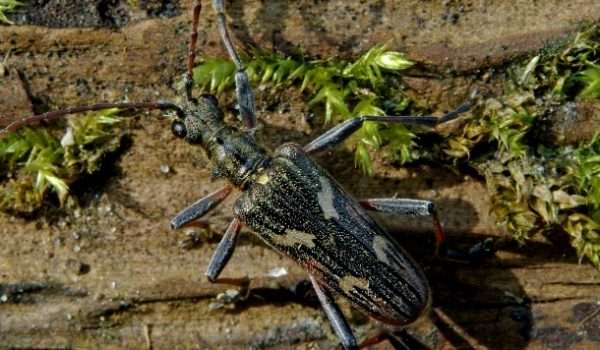 Two-banded longhorn beetle
