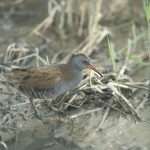 Water Rail