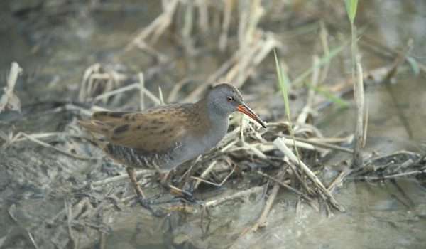 Water Rail