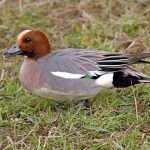 Wigeon