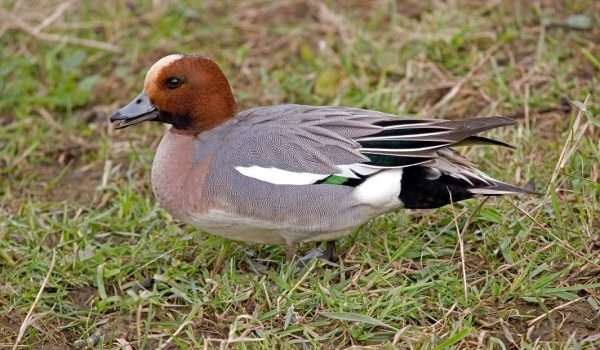 Wigeon