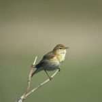 Willow Warbler