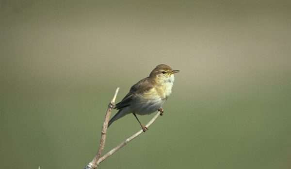 Willow Warbler