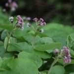 Winter heliotrope