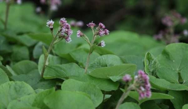 Winter heliotrope