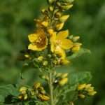 Yellow loosestrife