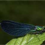 beautiful demoiselle