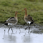 2 black tailed godwit