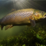 brown trout paul colley