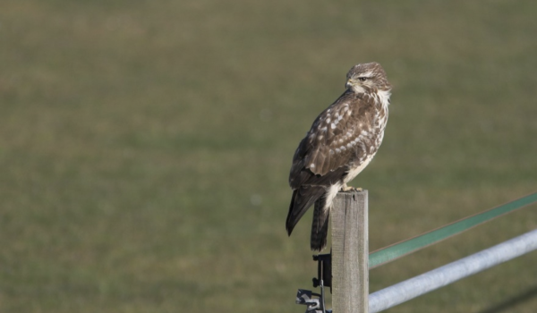 buzzard