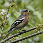 chaffinch
