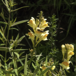 common toadflax
