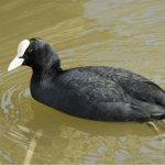 coot