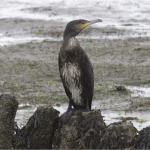 cormorant