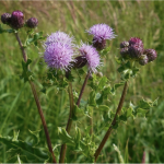 creeping thistle